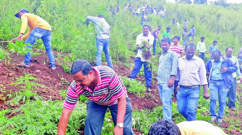 Excise officials destroy ganja plants in Urukonda area under Kinchuru panchayat of Paderu mandal in Visakhapatnam district on Wednesday. (Photo: DC)