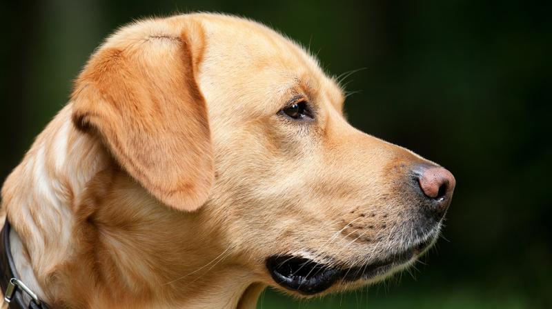 Pet dogs may help older people remain healthy