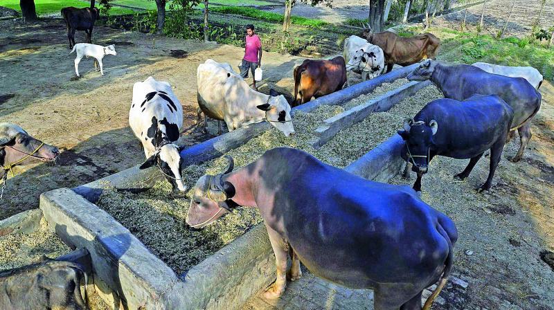 Centres ban on cattle trade at livestock markets seen as a ploy to prohibit cow slaughter.