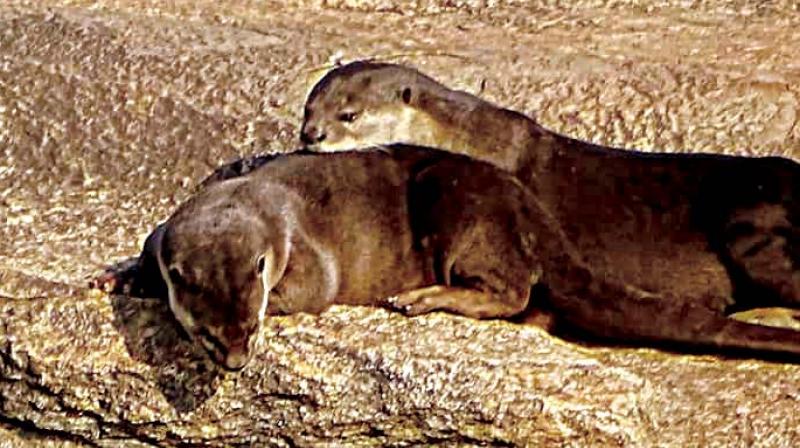 Otters were once a target of poachers who traded in hides