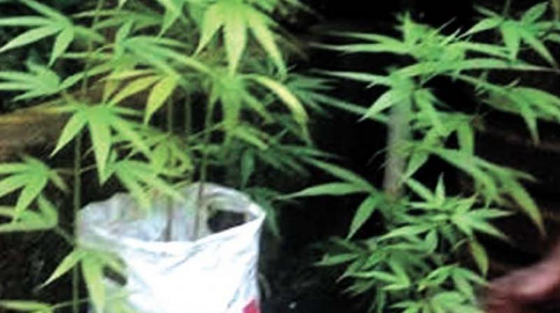 About 40 excise and 20 police personnel faced stiff resistance from women of the village, as they tried to destroy the ganja plants by burning the crop.  (Representational Image)