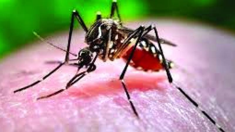 Four mosquito species that were uncommon in Hyderabad and mainly found in villages, have invaded the twin cities.