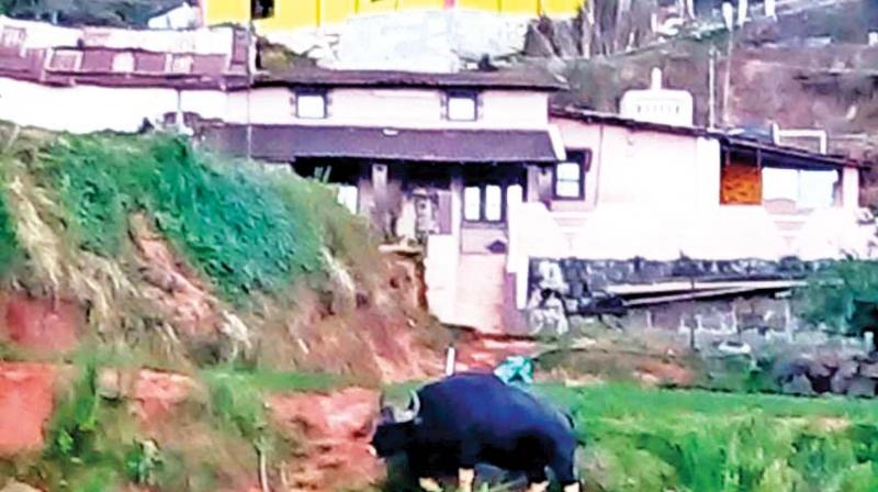 Wild gaur that strayed into Missionary Hill area in Ooty town.	DC