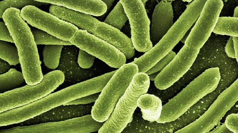The study elucidates the first detailed evidence of a link between bacterial imbalances in the gut and potentially life-threatening forms of SLE. (Photo: Representational/Pixabay)