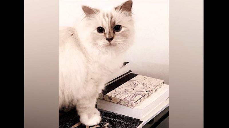 Choupette boasts of around 170,000 followers on Instagram and a further 50,000 on Twitter. (Photo: ANI/Instagram)