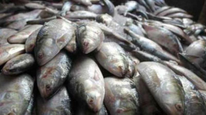Assam government on Wednesday banned import and sale of fish from Andhra Pradesh and other states for a period of 10 days.