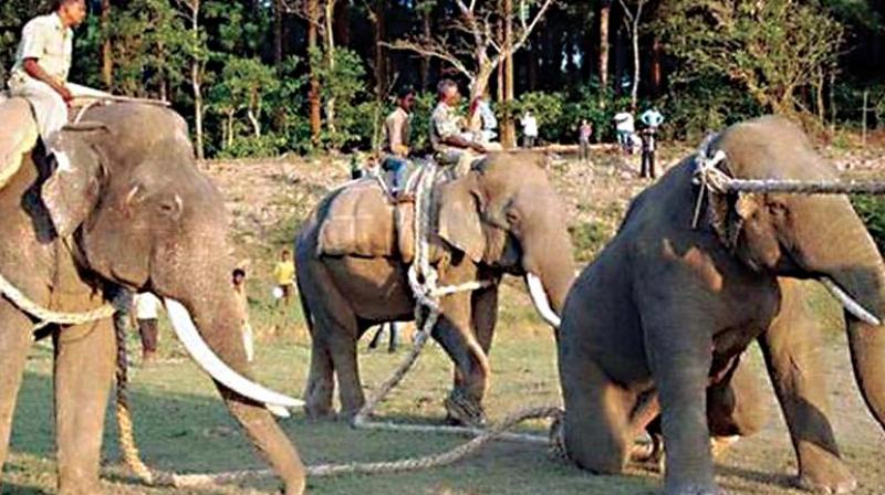 Assuring that several measures had been taken to prevent frequent raiding of villages by elephants, he said they included improvised solar fences, construction of water tanks for wild animals, building of elephant-proof trenches and setting up of rapid response teams to chase straying elephants back into forests.