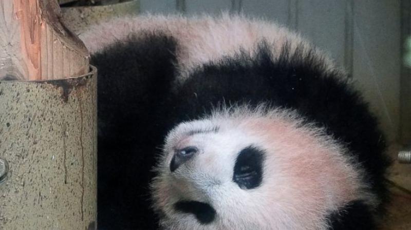 The zoos deputy director said that panda keepers have worked hard to ensure the safety and health of the baby panda and that he was delighted to see her steady growth. (Photo: AP)