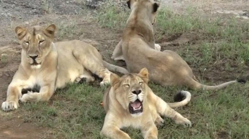 As per the 2015 census, Gir is home to 520 lions. (Photo: ANI)