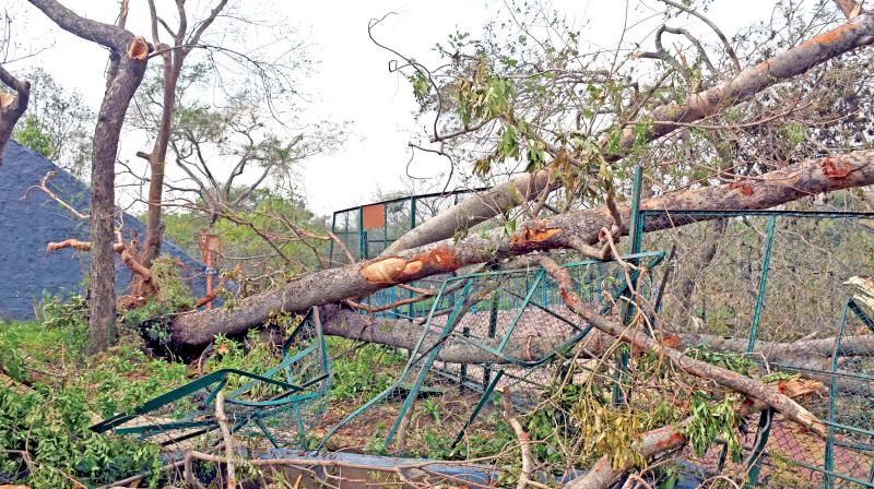 Trees lie uprooted in Vandalur zoo after cyclone Vardah hit the city. (Photo: DC)