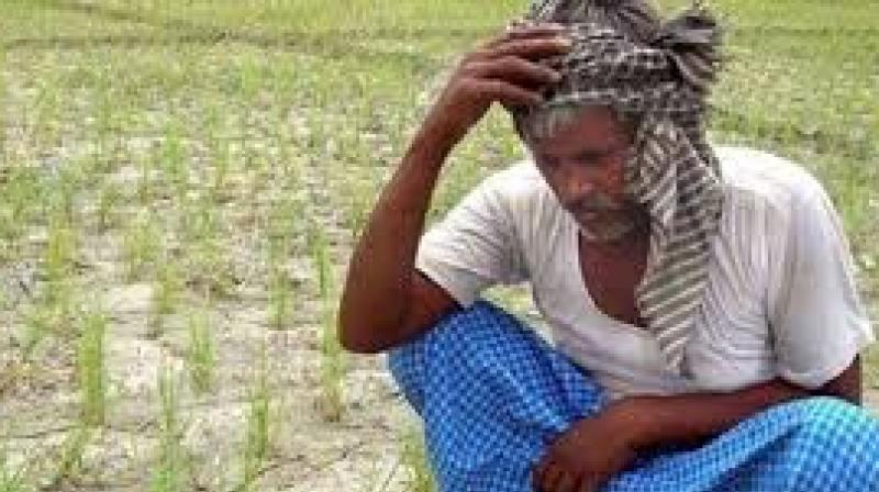 Agrarian distress has yet again reared its head, with another farmer of Ayakkaranpulam village near Vedaranyam in Nagapattinam district collapsing in his field in the wake of crop failure this year due to lack of adequate water in Cauvery for irrigation. (Representational image) Agrarian distress has yet again reared its head, with another farmer of Ayakkaranpulam village near Vedaranyam in Nagapattinam district collapsing in his field in the wake of crop failure this year due to lack of adequate water in Cauvery for irrigation. (Representational image)