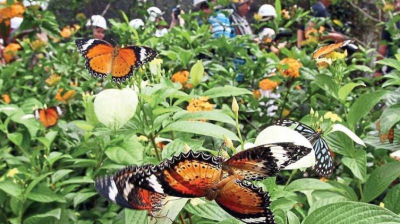 The migration of butterflies from Palani plains to the Chinnar area of Western Ghats is a common phenomenon after the south-west monsoon. (Representational Image)