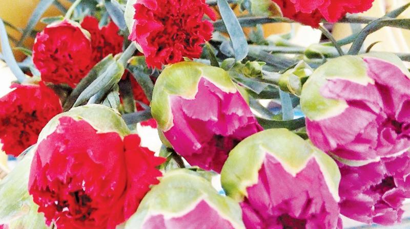 Red and pink colour carnation flowers grown in Ooty. (Photo: DC)