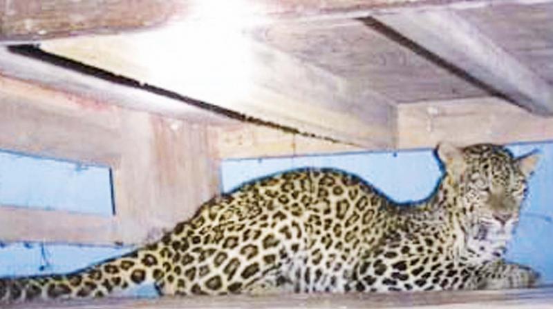 Tuesday afternoon, a rude shock awaited them in the form of a panther hiding inside his house.