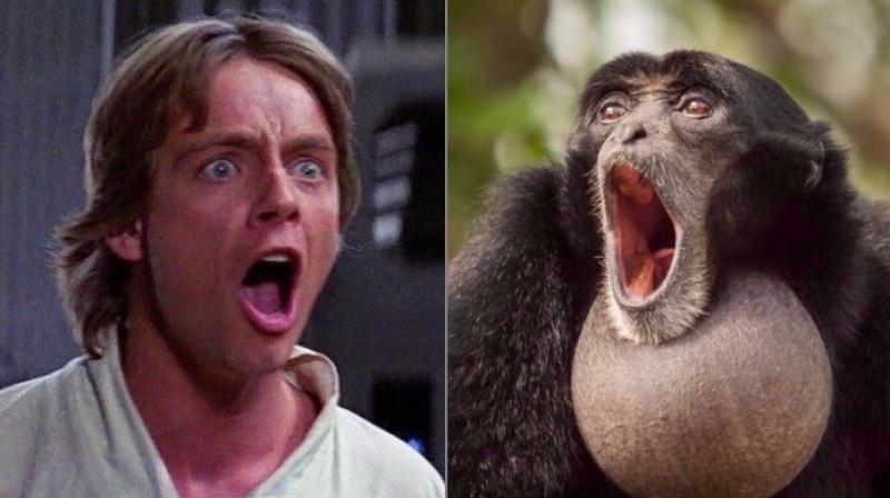 The responses were mostly comparing the gibbon and Luke Skywalker (Photo: Twitter)