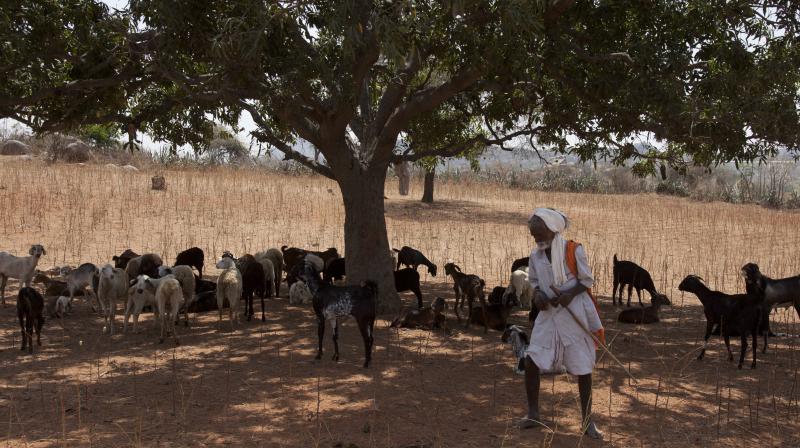 An Indian shepherd rest with his sheep in the shadow of a tree on a hot summer day on the outskirts of Hyderabad, India. (Photo: AP)