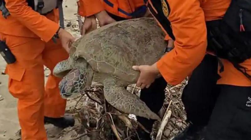 Indonesias National Search And Rescue Agency shows rescuers carrying out one of eighteen stranded sea turtles on the beach in Kalianda, after the turtles were found washed ashore after a tsunami - caused by activity at a volcano known as the child of Krakatoa .(Photo: AFP)