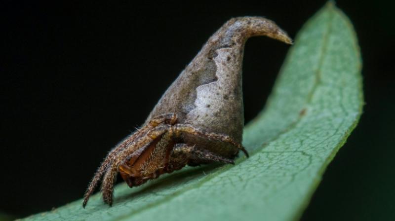 The discovery about Eriovixia Gryffindori was published in Decembers Indian Journal of Arachnology. (Photo; AFP)