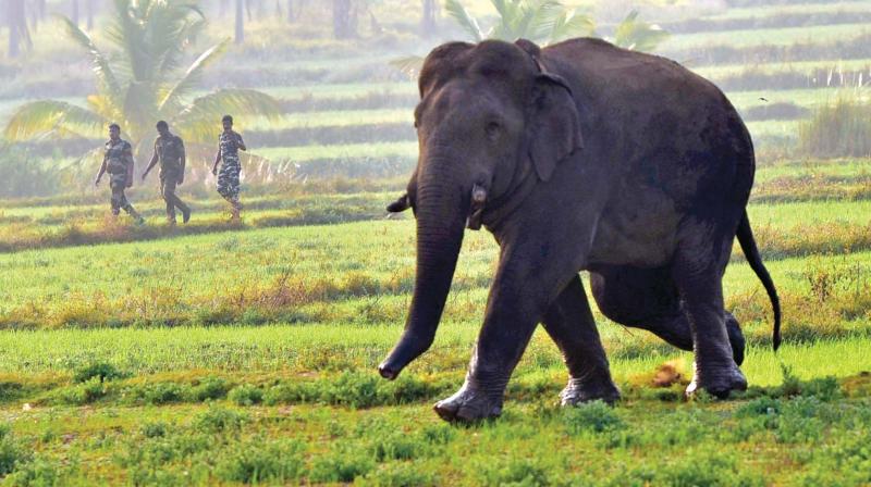 A kumki and mahout chase Chinna thambi to a more accessible spot.