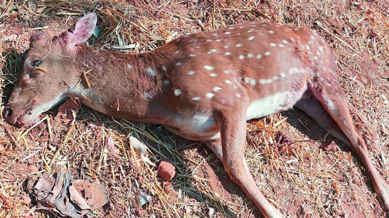 Carcass of a deer which was found at the University of Hyderabad campus. (Photo: DC)