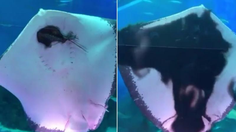 Stingray devours squid at aquarium horrifying visitors. (Photo: Twitter / Eternalshm)
