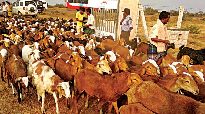 Cattle at the land which was set aside for the steel plant of ArcelorMittal in Ballari