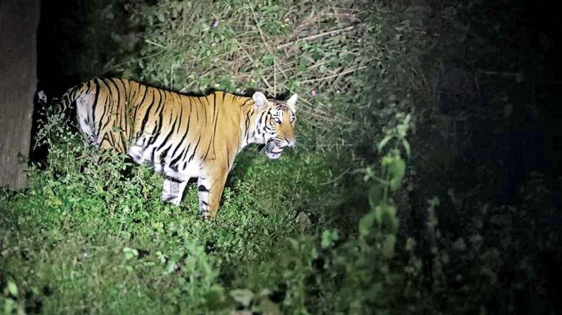 To check poaching, what is needed community participation and social fencing in the buffer zones of tiger reserves to ensure that participatory role of the residents there in tiger conservation.