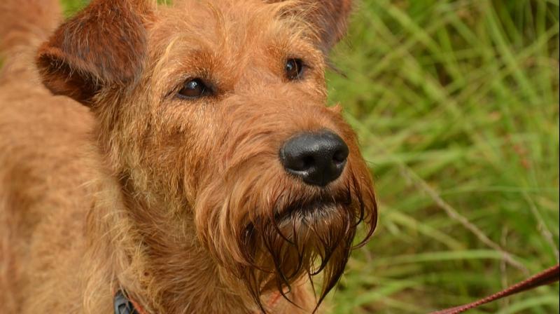 Michael Heathcock, 59 and Richard Finch, 60, had tried to kill the 16-year-old terrier called Scamp, claiming vet fees were too expensive. (Photo: Pixabay)