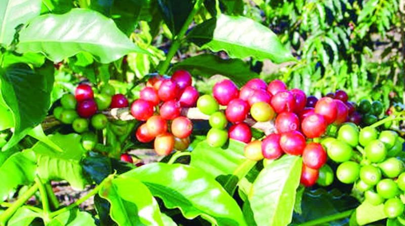 The Girijan Cooperative Corporation has attempted to make wine from Araku coffee.