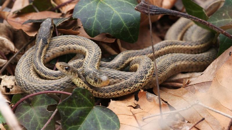 Jamie Fenske was lucky to spot timber rattlesnakes indulging in a combat dance during breeding season (Photo: Pixabay)
