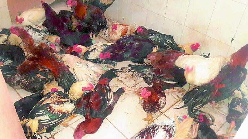The cocks recovered by Mangalagiri police. (Photo: DC)