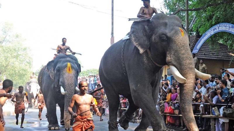 Usually the race begins at 3 p.m. and before that the pachyderms of the GD line up at Manjulal, nearly 400 metres from the eastern entrance tower of the temple.