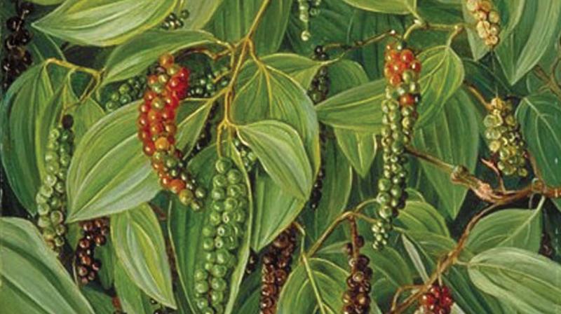 Though the harvest projections are high, experts see that the production of South Indian pepper would be just around 30,000 tonnes and the uncontrolled flow of the commodity from Vietnam into the country continues under various trade treaties.
