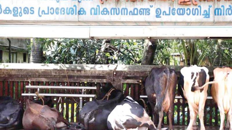 Local people at Eloor near Kochi converted a bus shelter into cattle shed due to floods. (File pic)