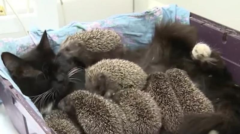 Musya the cat steps in to take care of eight orphaned hedgehogs. (Photo: Youtube)