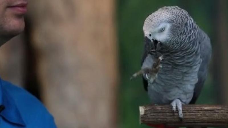 The Congo African grey parrot at the zoo has a 200-word-strong vocabulary apart from his unique vocal talents. (Photo: Facebook/ZooKnoxville)