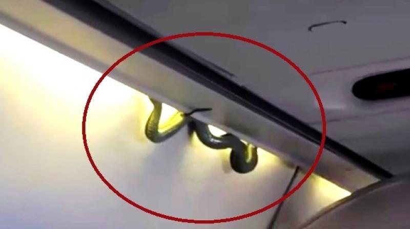 Cellphone video shot by passenger Indalecio Medina showed it wriggling briefly (Photo: YouTube)