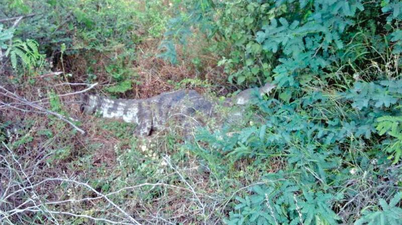 A crocodile was spotted by villagers of Chidambaram after it strayed out of Vakramari lake on Wednesday. (Photo: DC)