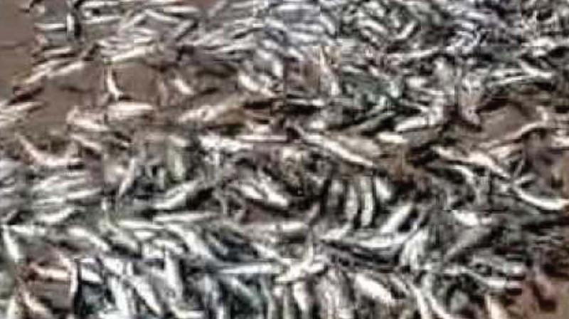 Absence of chakara will lead to high price of fish.