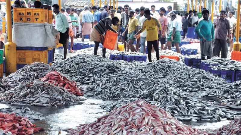 Different varieties of fish ready for sale in a market in Kochi on Thursday.