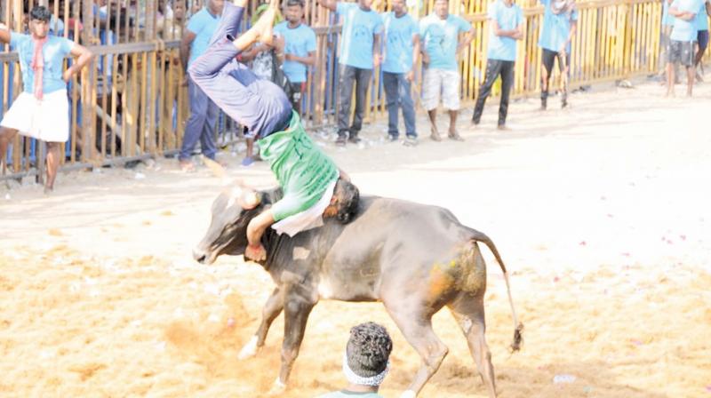 A bull fiercely fends off a bull tamer at a jallikattu event at Kokkudi village near Ariyalur on Saturday. 	DC