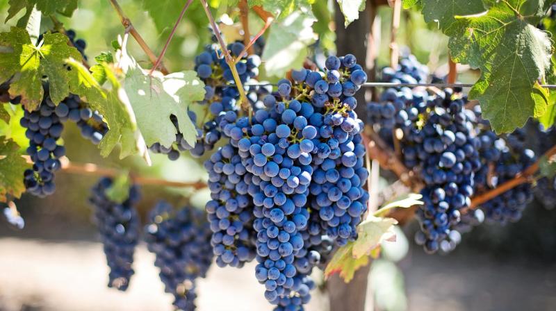 Explore worlds first rooftop vineyard in New York. (Photo: Pexels)