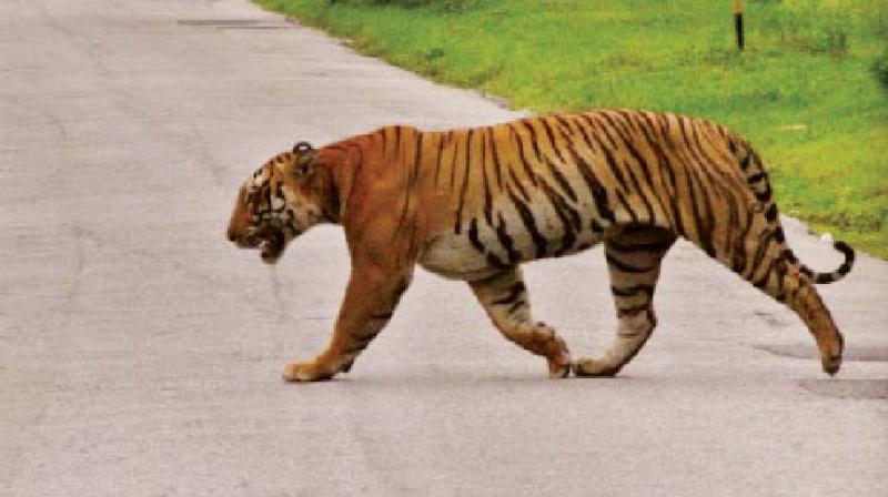 A tiger  crosses the road in Bandipur Tiger Reserve.