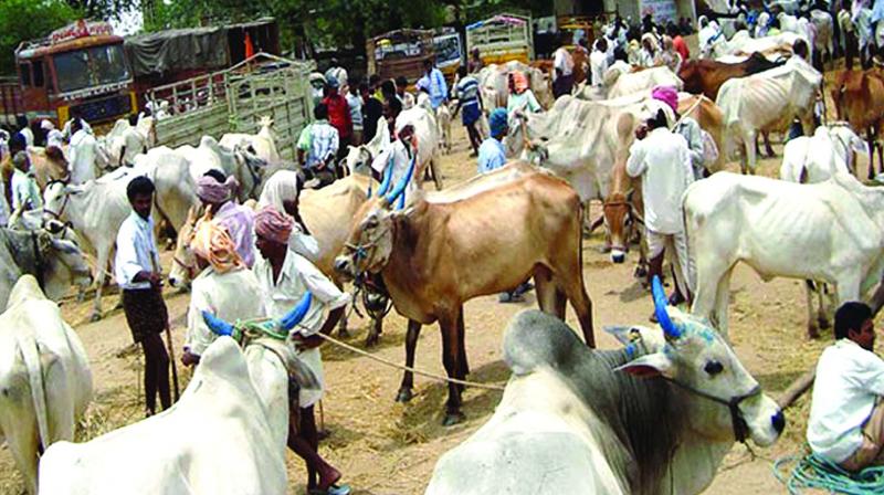 To prevent the inter-state and inter-country smuggling of cattle, the central government has proposed to start a unique identity system for the cattle.