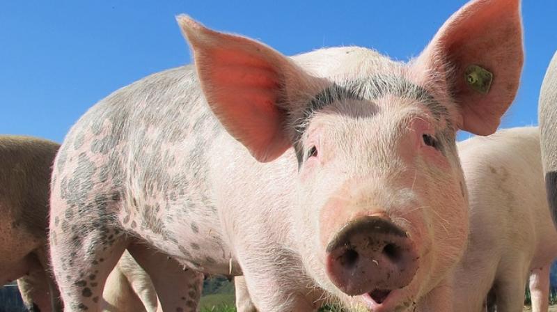 People online react strongly to photos of mutant pigs posted on Facebook. (Photo: Pixabay)