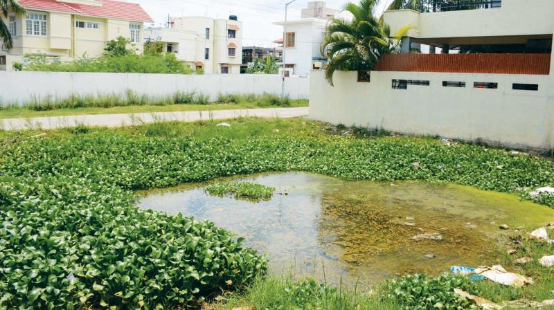 Stagnated water on an empty plot in Ranga Reddy Gardens in Neelangarai. Such locations promote breeding of mosquitoes and rodents. (Photo: DC)
