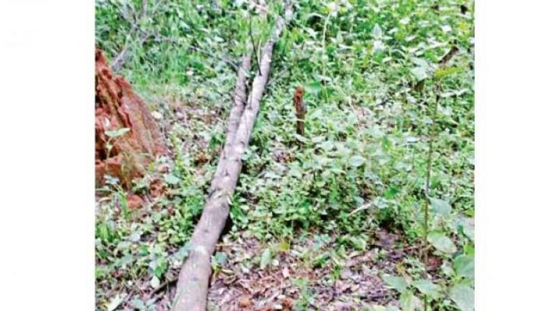 When three personnel reached the spot, they saw two persons cutting the trees. But, before they could nab them, they fled from the scene.  (Representational Image)