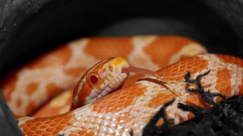 The snake had an abrasion but no severe injuries (Photo: Pixabay)