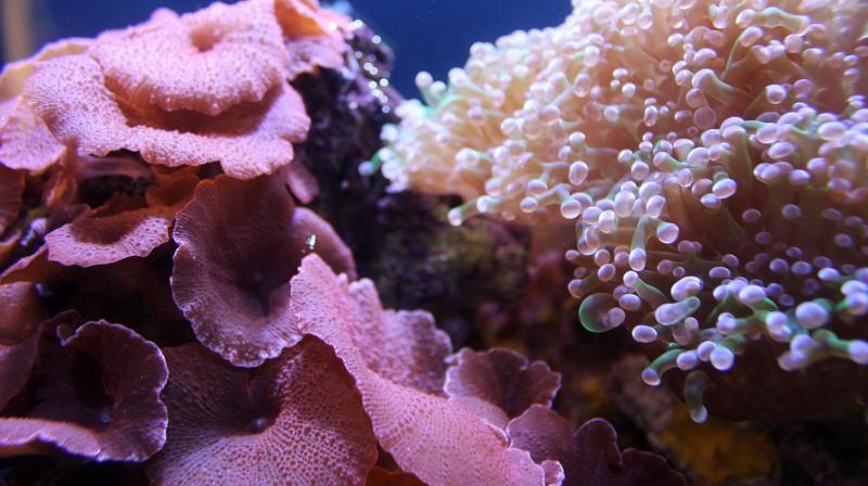 Japan looking into whether precious coral was being illegally poached by Chinese fishermen. (Photo: Pixabay)