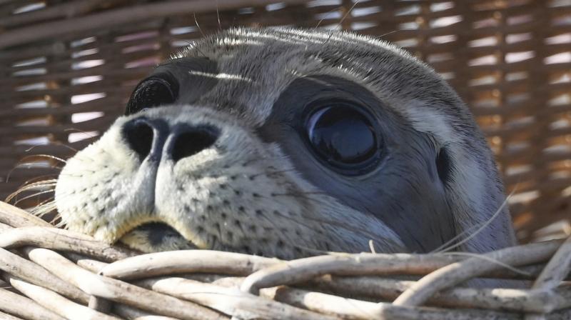 Cuteness overload: Animals from around the world